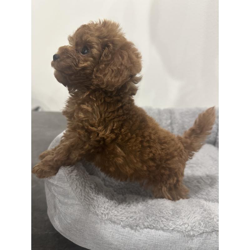 販売中の兵庫県のタイニープードル-431765の7枚目