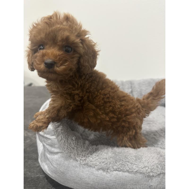 販売中の兵庫県のタイニープードル-431765の6枚目