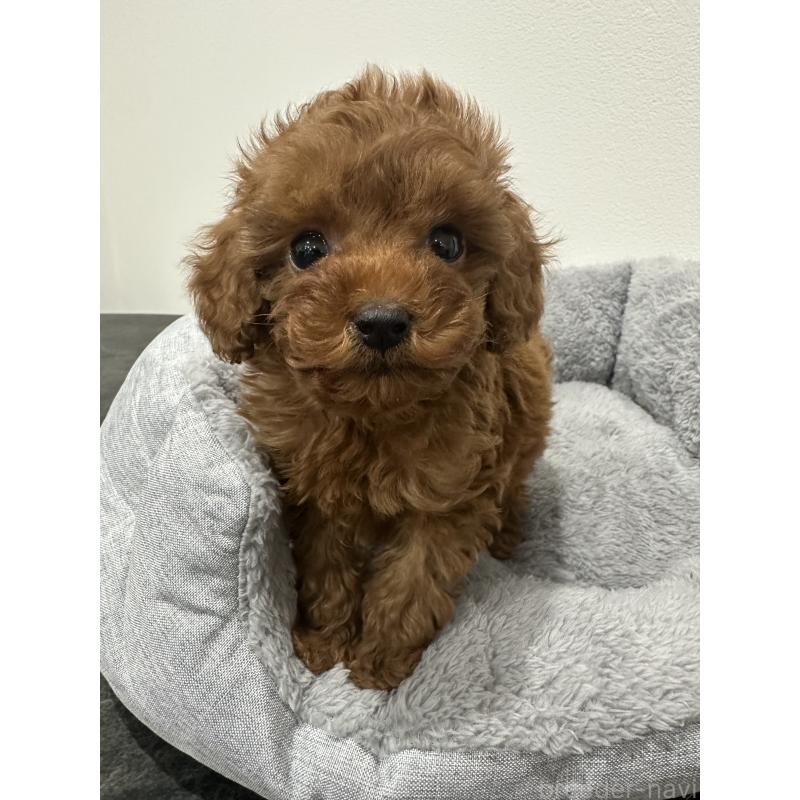 販売中の兵庫県のタイニープードル-431765の5枚目