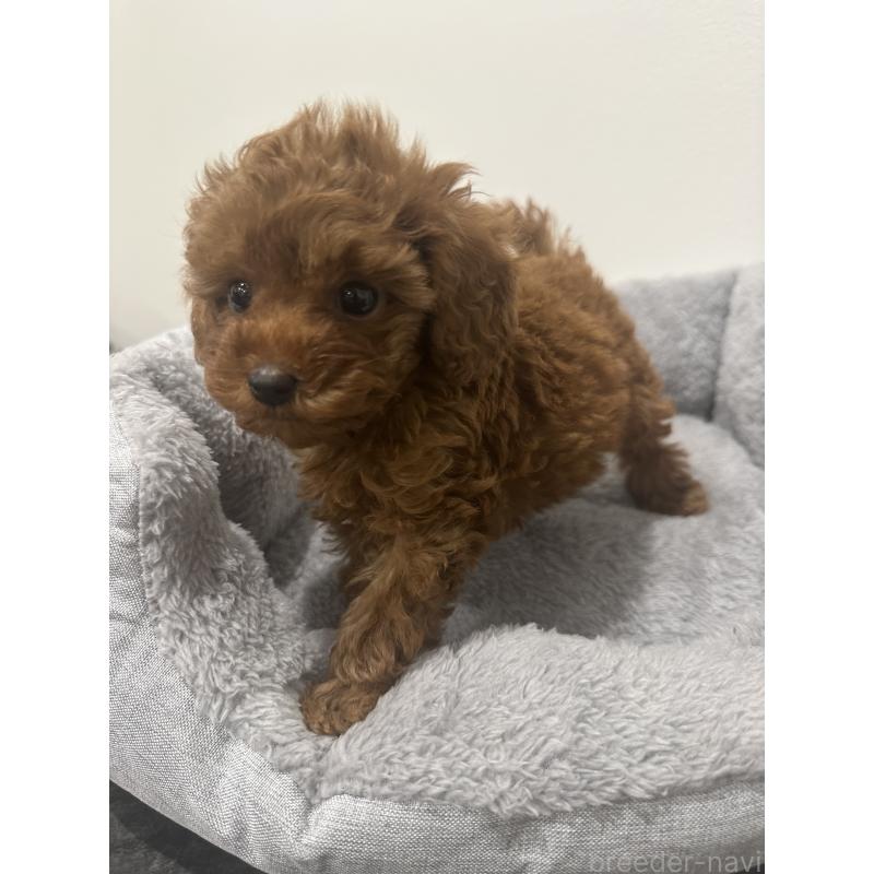 販売中の兵庫県のタイニープードル-431765の4枚目