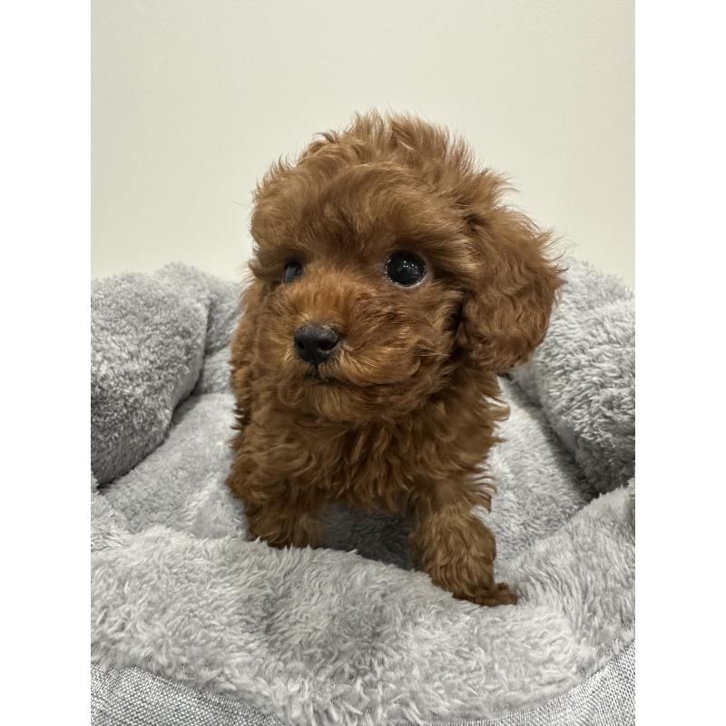 販売中の兵庫県のタイニープードル-431765の3枚目