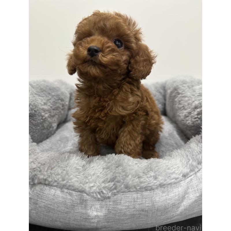 販売中の兵庫県のタイニープードル-431765の2枚目