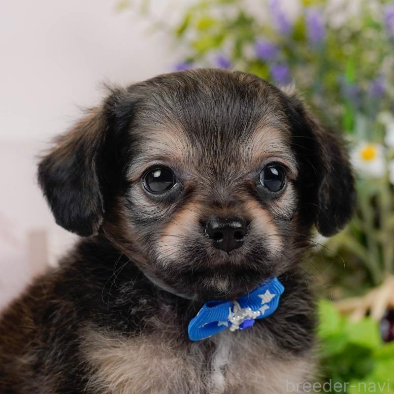 販売中の神奈川県のチワックス:チワワ×ミニチュアダックスフンド-431775の1枚目