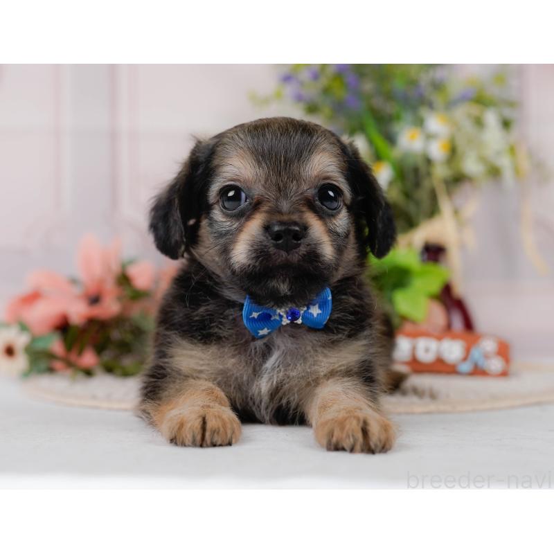 販売中の神奈川県のチワックス:チワワ×ミニチュアダックスフンド-431775の14枚目