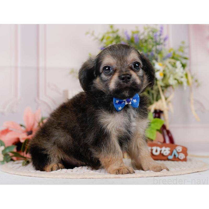 販売中の神奈川県のチワックス:チワワ×ミニチュアダックスフンド-431775の13枚目