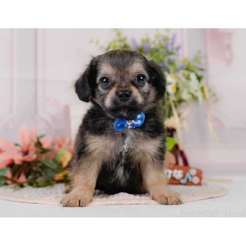 販売中の神奈川県のチワックス:チワワ×ミニチュアダックスフンド-431775の12枚目