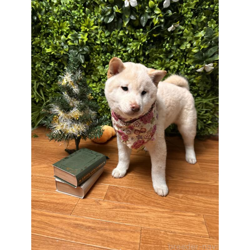 販売中の北海道の柴犬-420158の7枚目