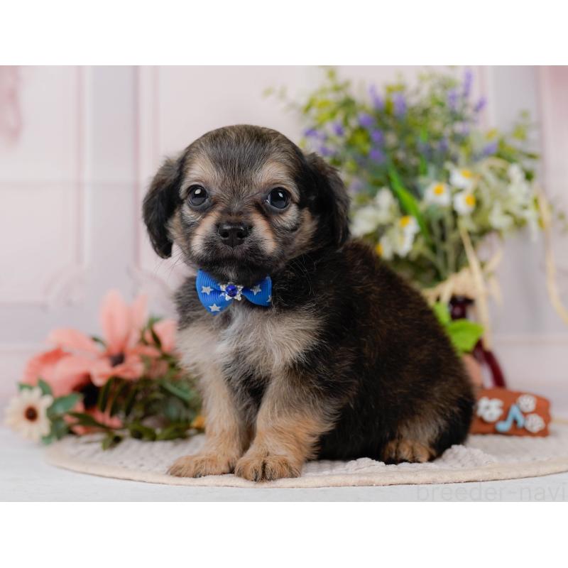 販売中の神奈川県のチワックス:チワワ×ミニチュアダックスフンド-431775の11枚目