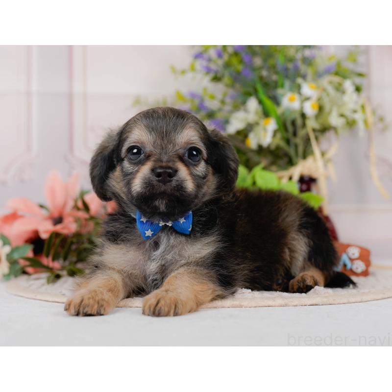 販売中の神奈川県のチワックス:チワワ×ミニチュアダックスフンド-431775の10枚目