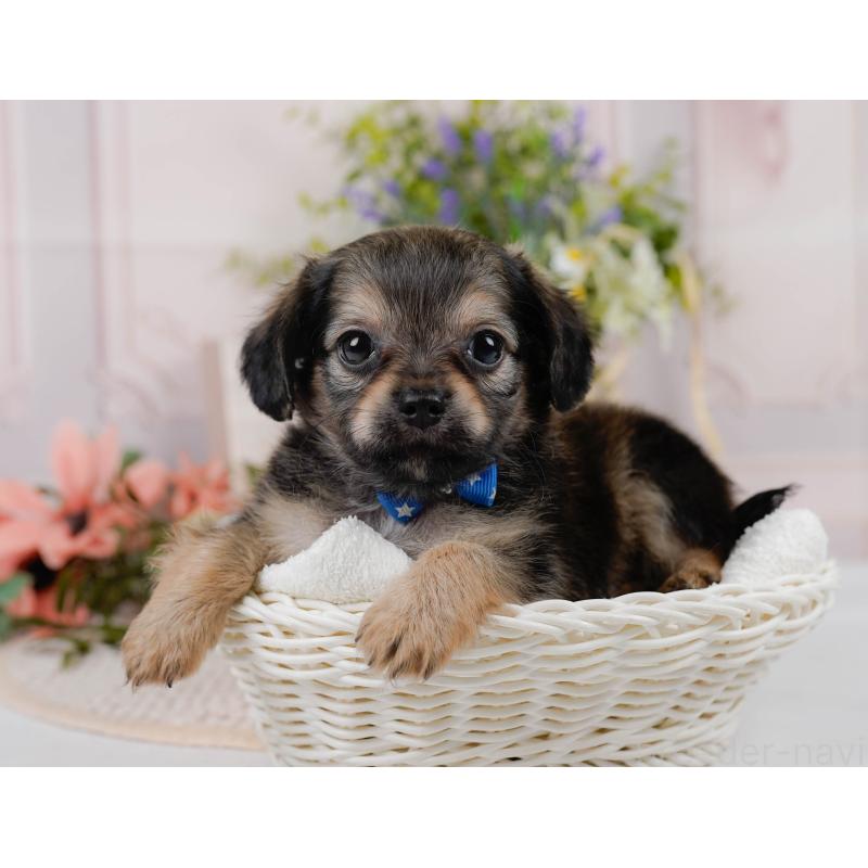 販売中の神奈川県のチワックス:チワワ×ミニチュアダックスフンド-431775の9枚目