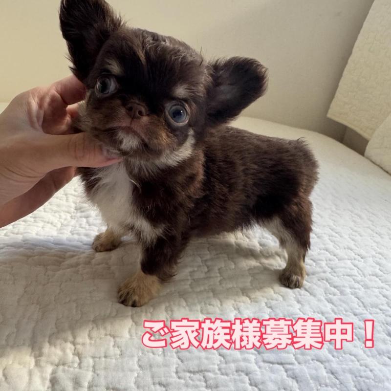 販売中の東京都のチワワ(ロングコート)-431776の1枚目