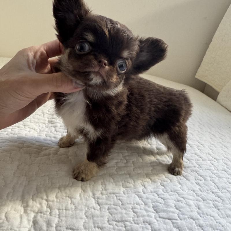 販売中の東京都のチワワ(ロングコート)-431776の6枚目