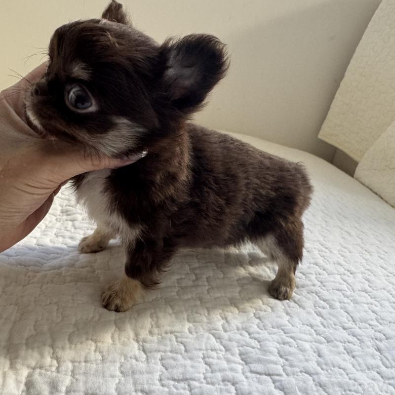 販売中の東京都のチワワ(ロングコート)-431776の5枚目