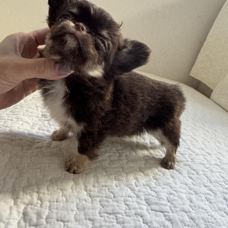 販売中の東京都のチワワ(ロングコート)-431776の4枚目