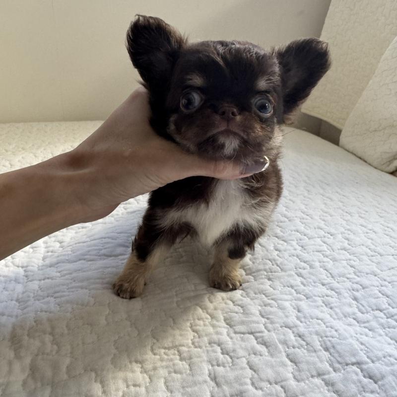 販売中の東京都のチワワ(ロングコート)-431776の3枚目