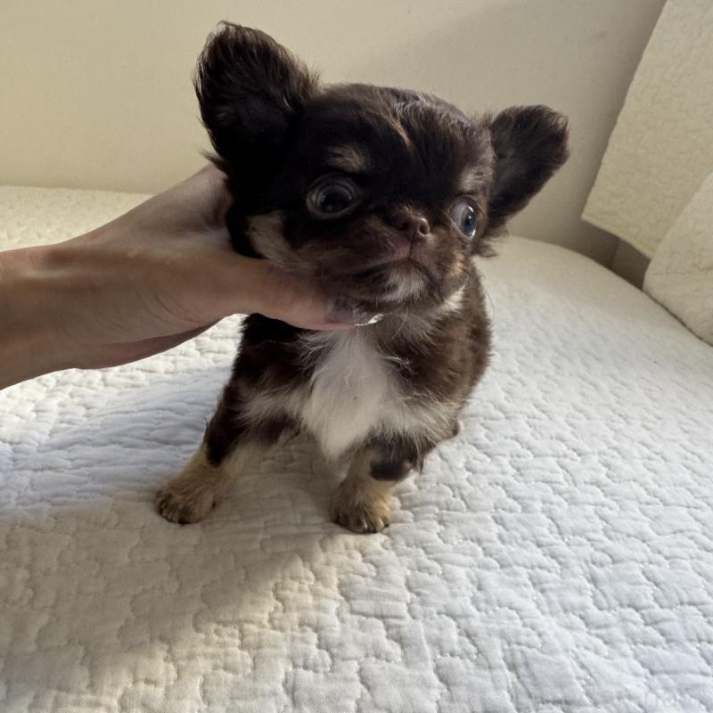 販売中の東京都のチワワ(ロングコート)-431776の2枚目