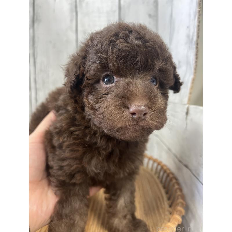 販売中の山梨県のトイプードル-431777の4枚目