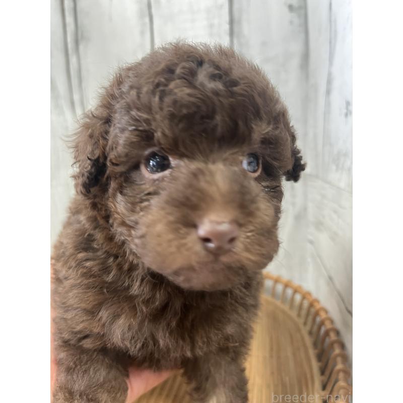 販売中の山梨県のトイプードル-431777の3枚目