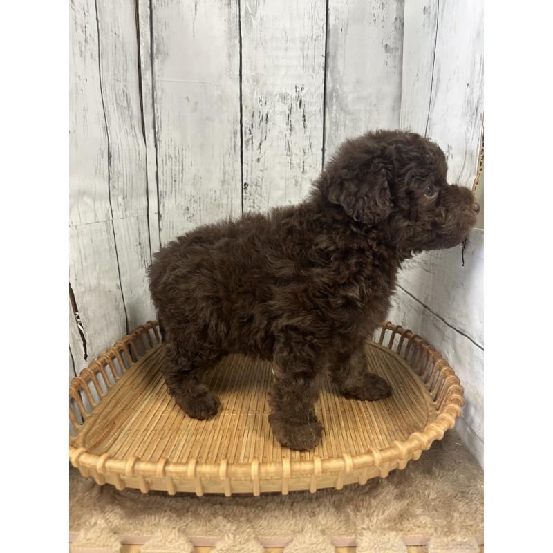 販売中の山梨県のトイプードル-431777の2枚目