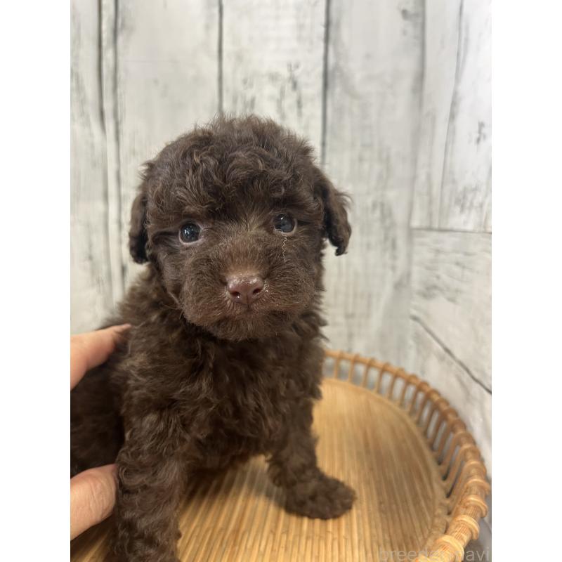 販売中の山梨県のトイプードル-431784の6枚目