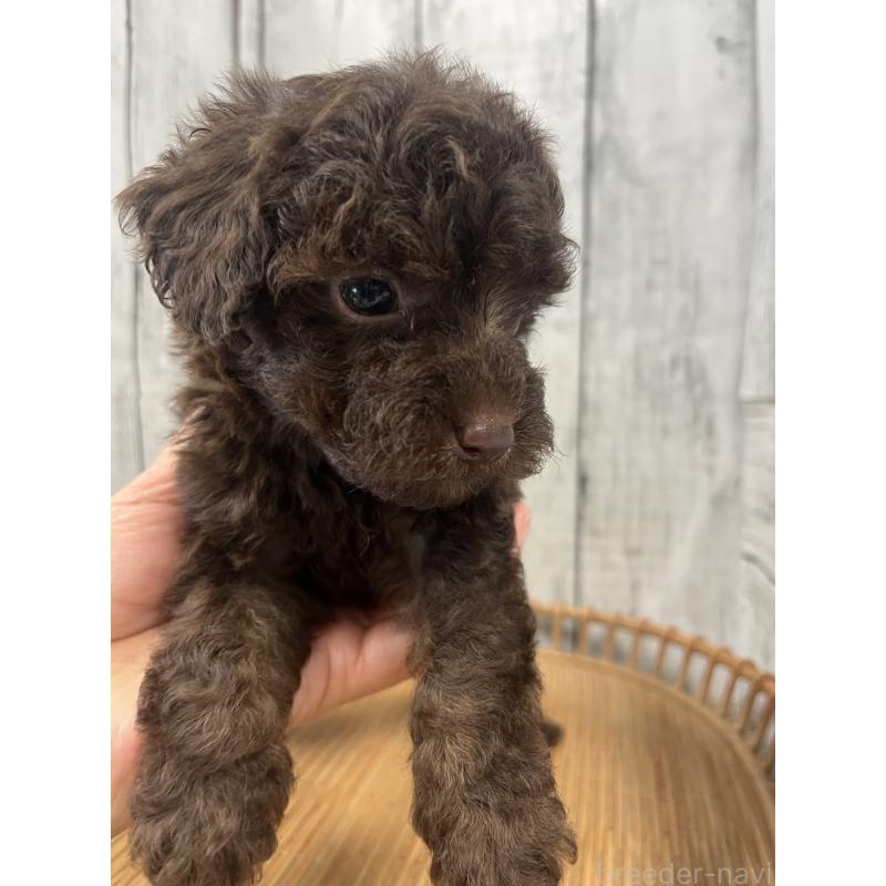 販売中の山梨県のトイプードル-431784の5枚目