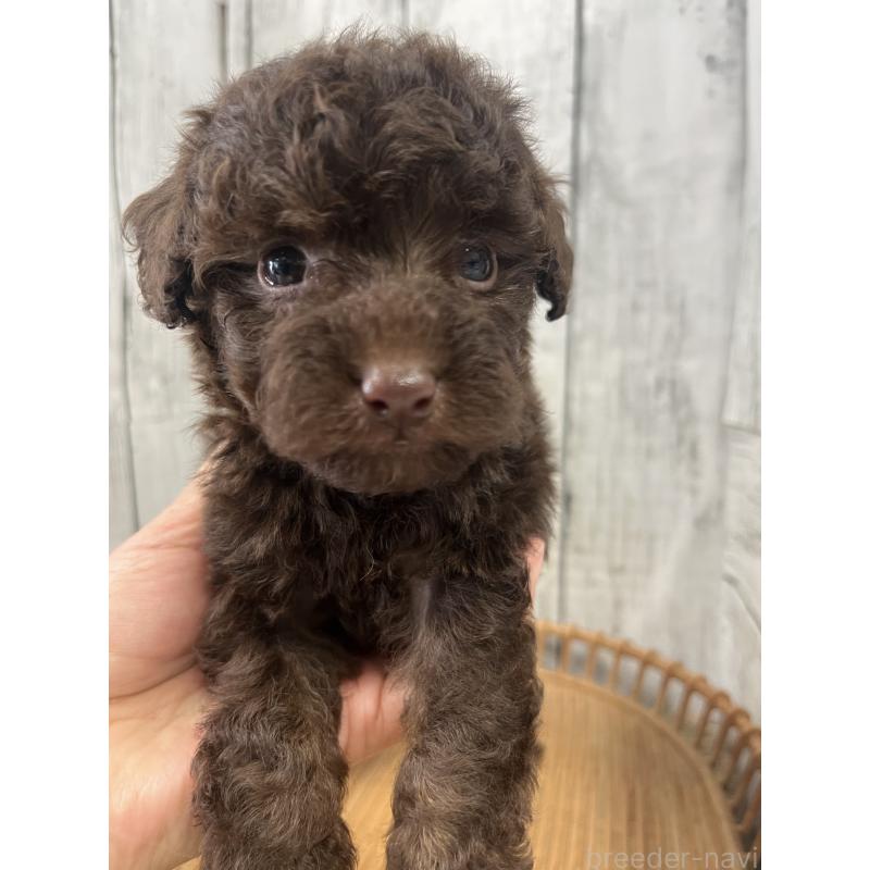 販売中の山梨県のトイプードル-431784の4枚目