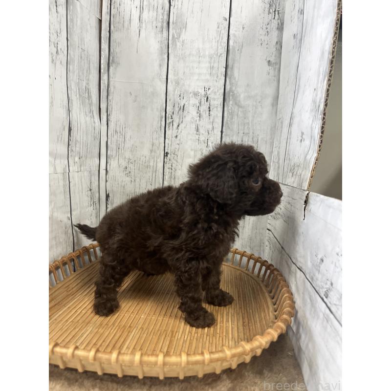 販売中の山梨県のトイプードル-431784の3枚目