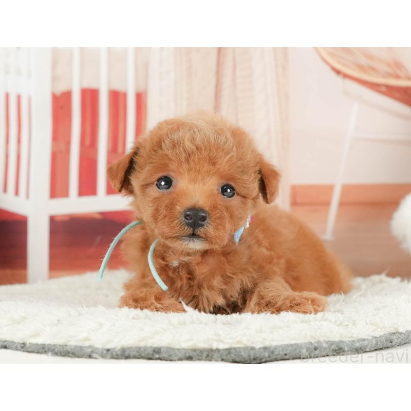 販売中の神奈川県のトイプードル-431778の14枚目