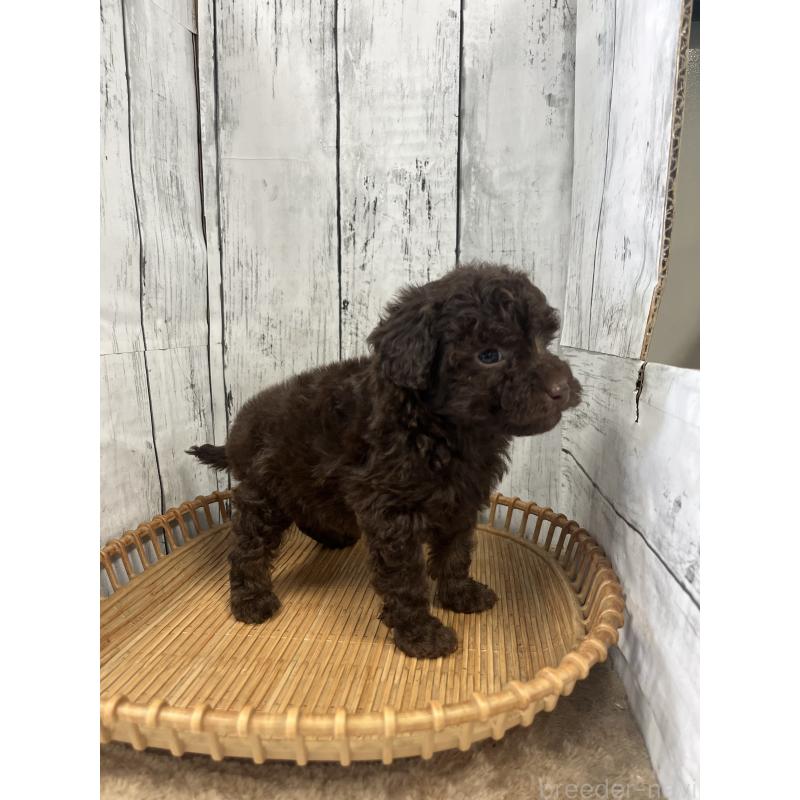 販売中の山梨県のトイプードル-431784の2枚目