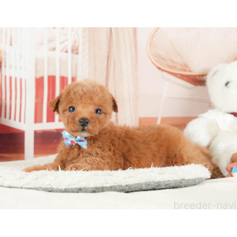 販売中の神奈川県のトイプードル-431778の13枚目