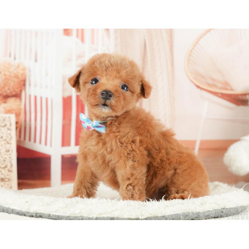 販売中の神奈川県のトイプードル-431778の12枚目