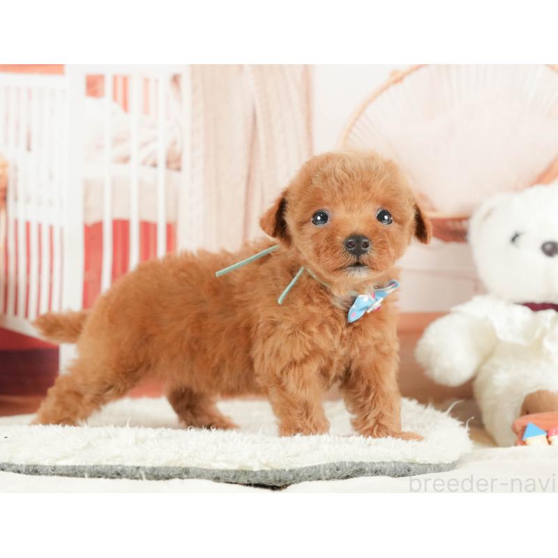 販売中の神奈川県のトイプードル-431778の11枚目