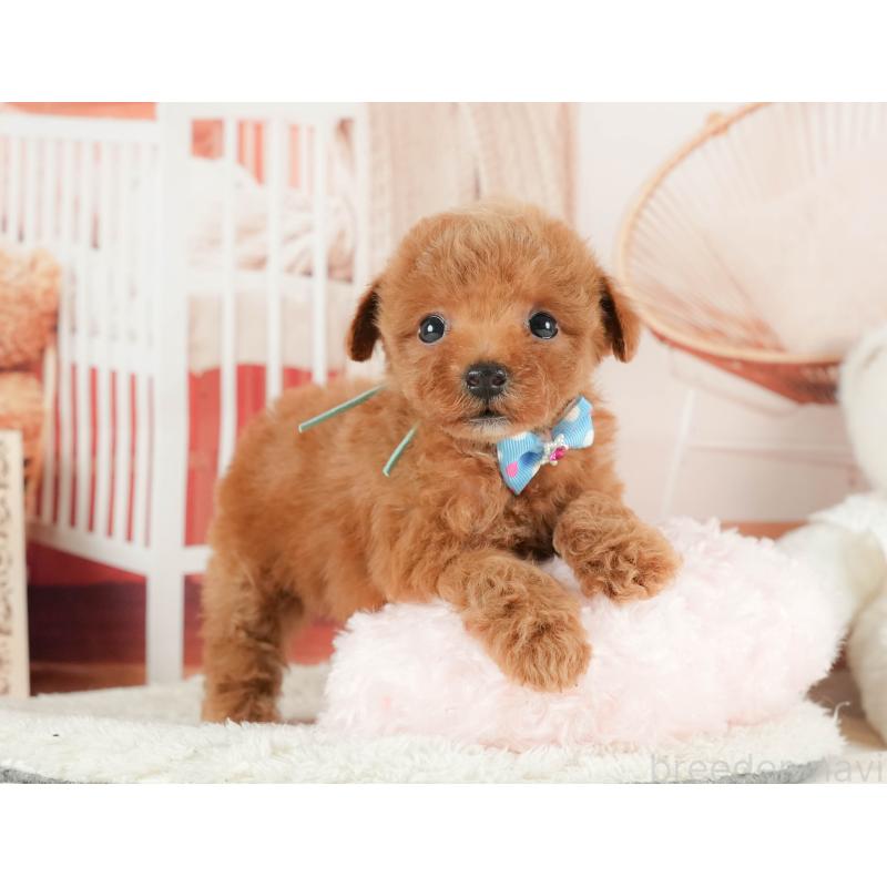 販売中の神奈川県のトイプードル-431778の10枚目