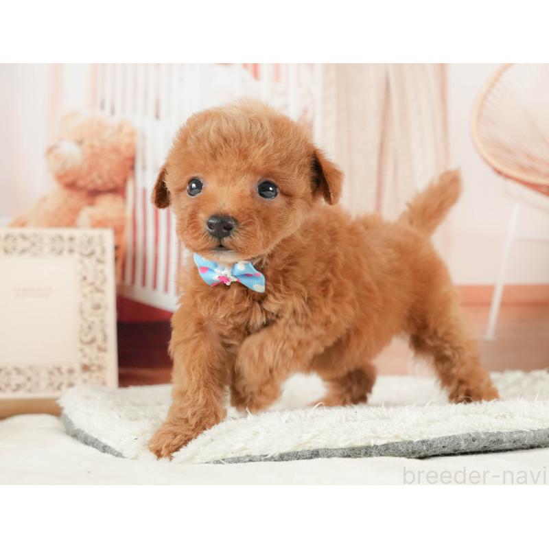 販売中の神奈川県のトイプードル-431778の9枚目