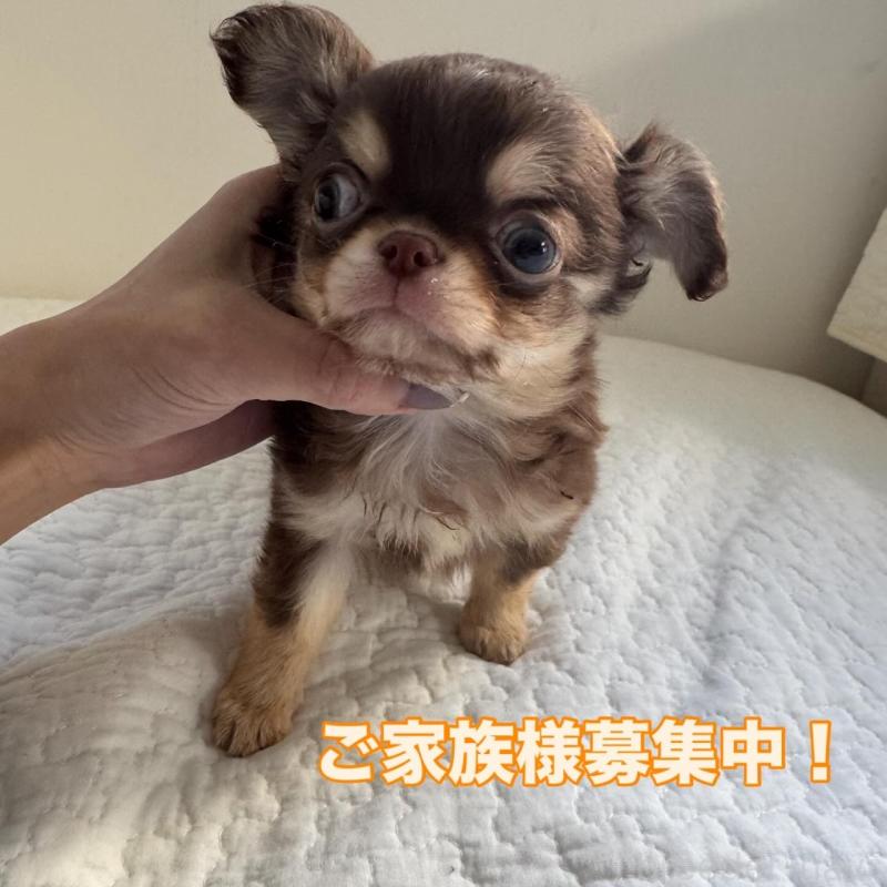 販売中の東京都のチワワ(ロングコート)-431779