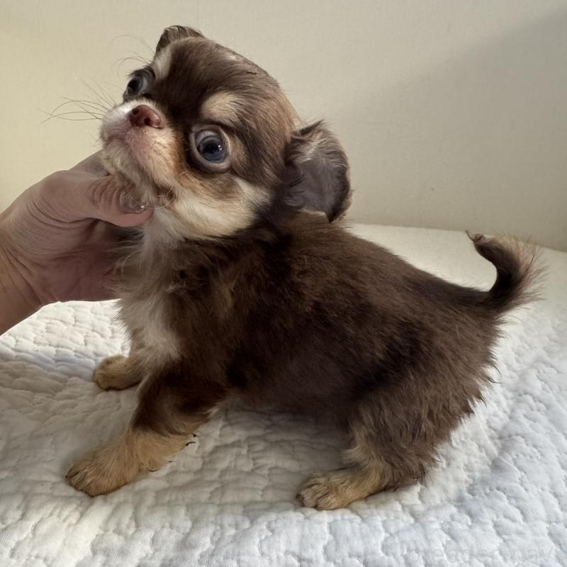 販売中の東京都のチワワ(ロングコート)-431779の6枚目