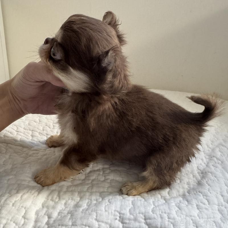 販売中の東京都のチワワ(ロングコート)-431779の5枚目