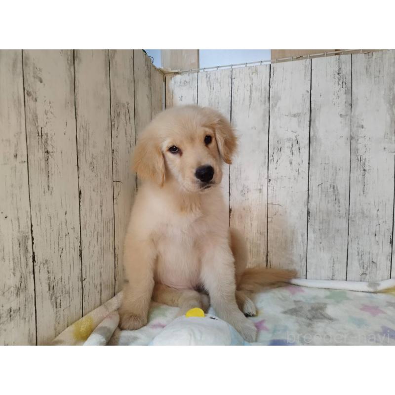 販売中の三重県のゴールデンレトリーバー-431780の5枚目