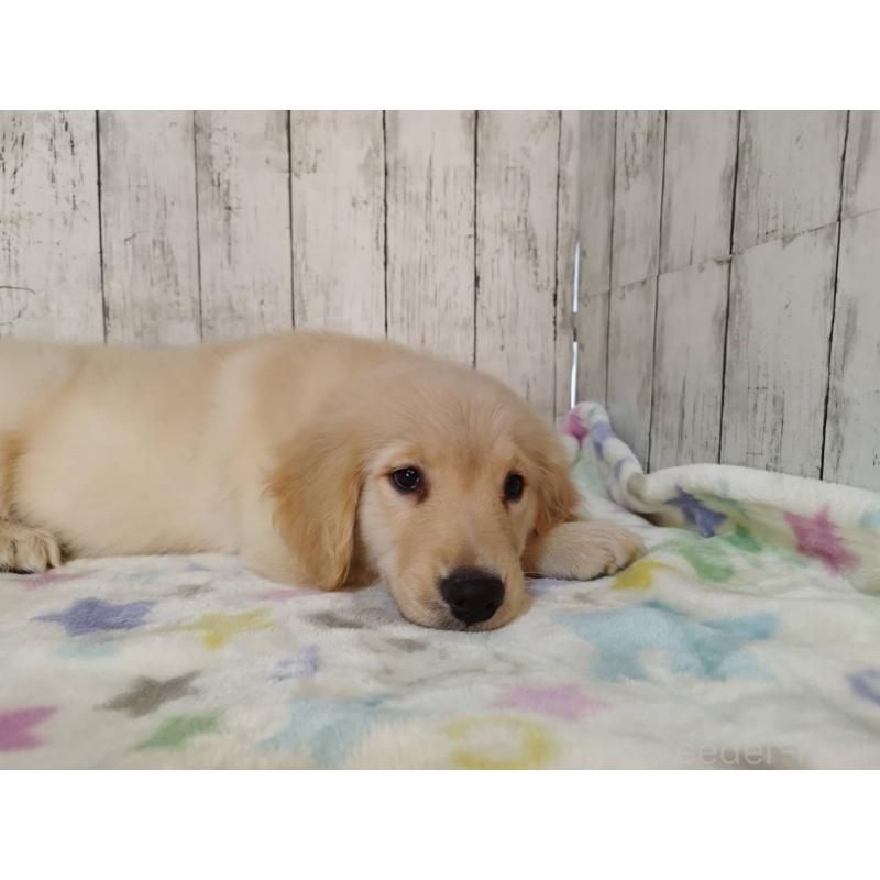 販売中の三重県のゴールデンレトリーバー-431780の3枚目