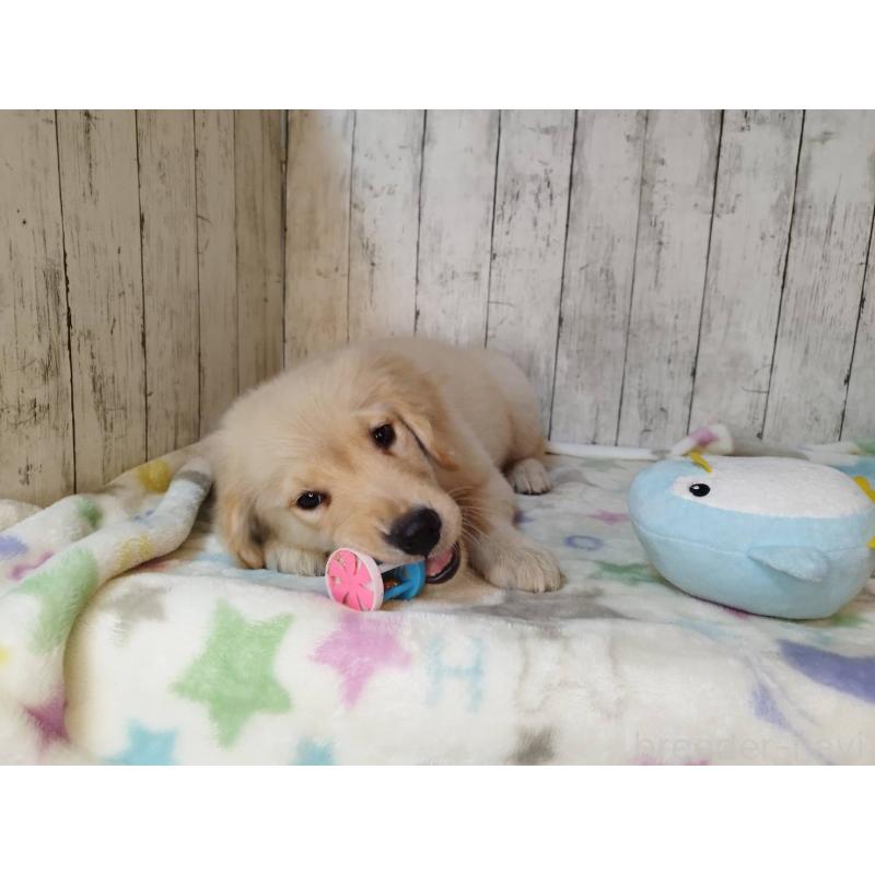 販売中の三重県のゴールデンレトリーバー-431780の4枚目