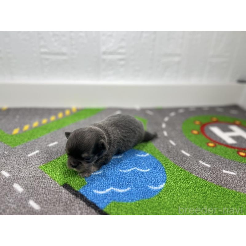 販売中の愛知県のチワワ(ロングコート)-431781の6枚目