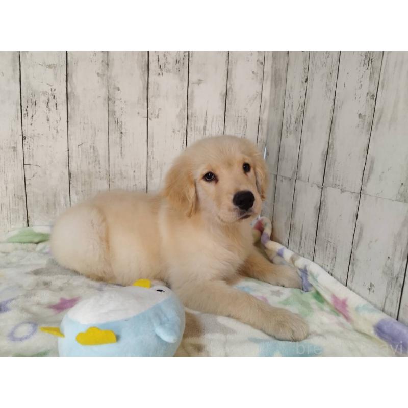 販売中の三重県のゴールデンレトリーバー-431780の2枚目