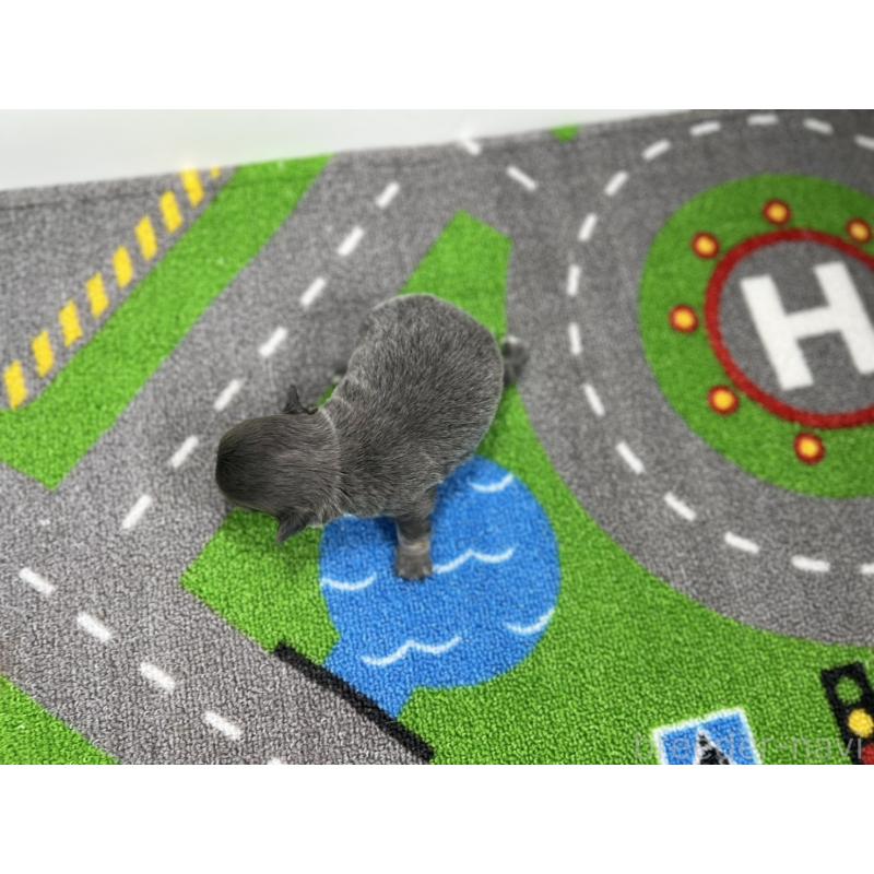 販売中の愛知県のチワワ(ロングコート)-431781の5枚目