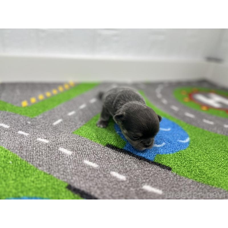 販売中の愛知県のチワワ(ロングコート)-431781の4枚目