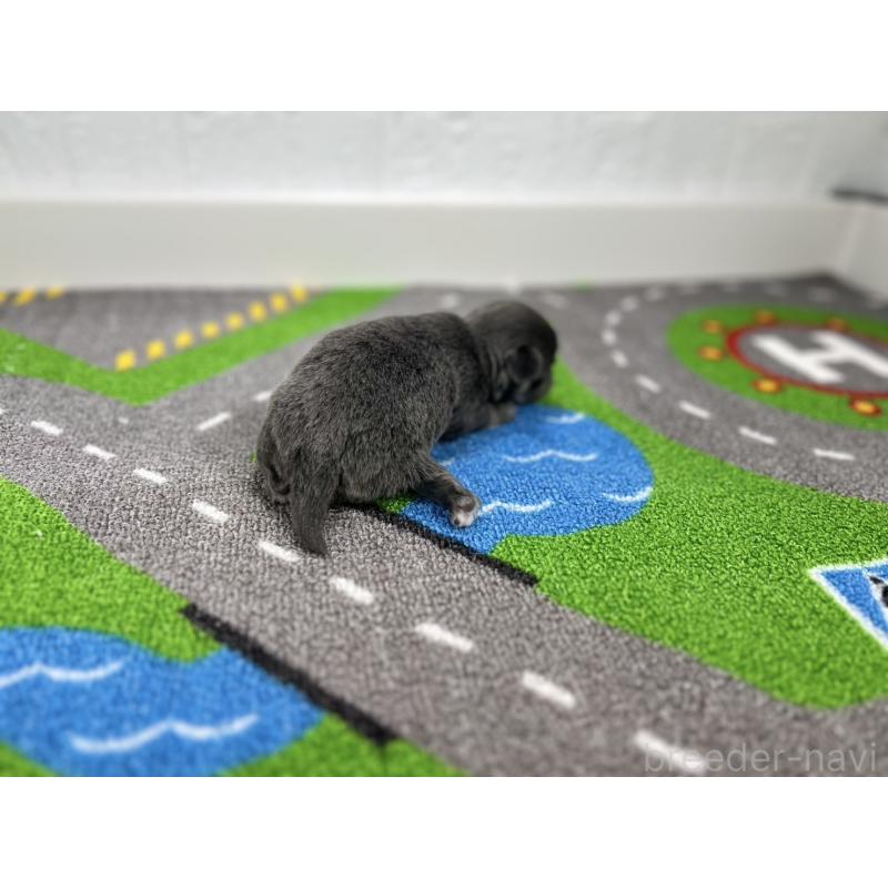 販売中の愛知県のチワワ(ロングコート)-431781の3枚目