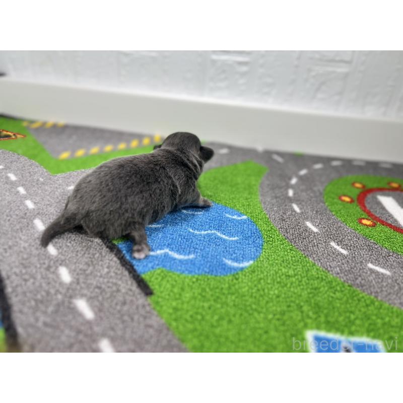 販売中の愛知県のチワワ(ロングコート)-431781の2枚目