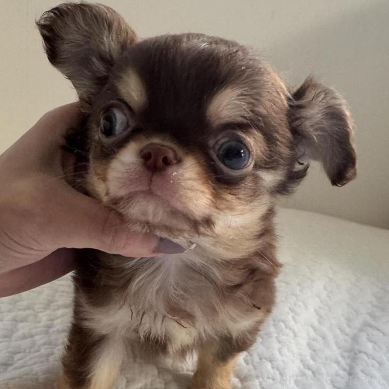 販売中の東京都のチワワ(ロングコート)-431779の4枚目