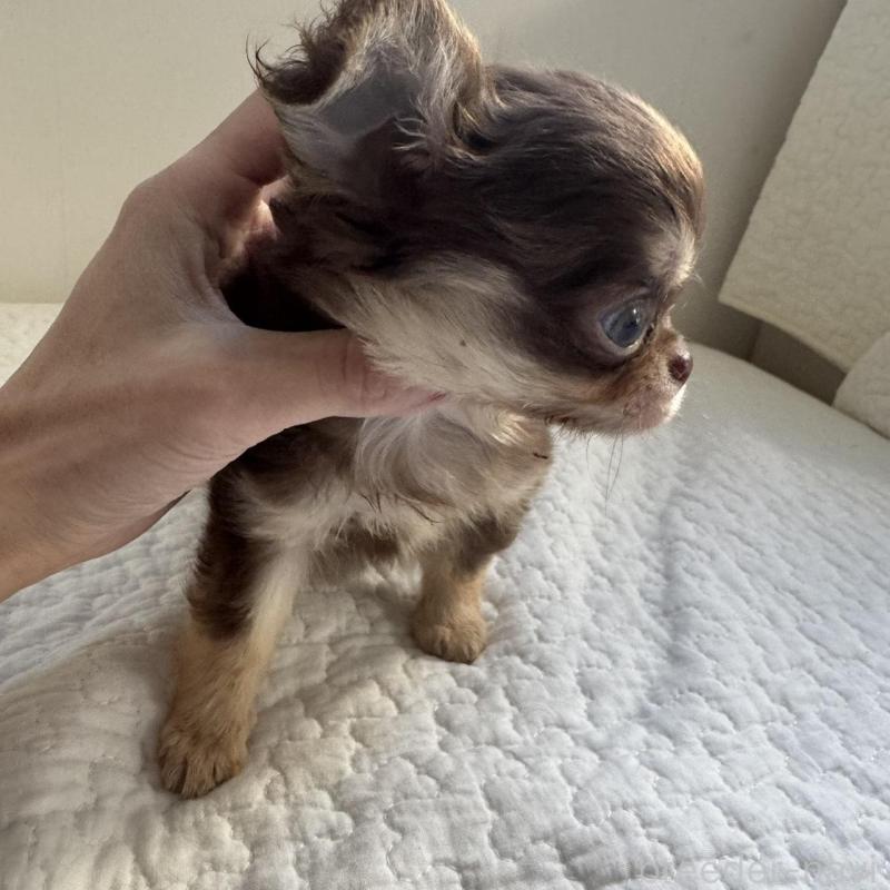 販売中の東京都のチワワ(ロングコート)-431779の3枚目