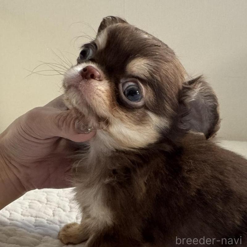 販売中の東京都のチワワ(ロングコート)-431779の2枚目