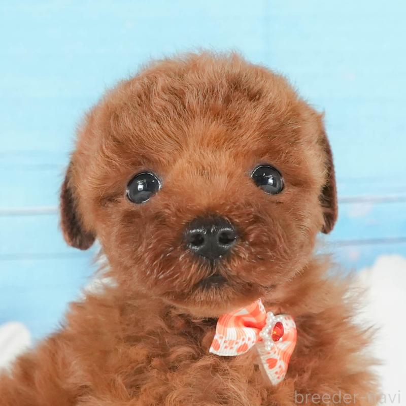 販売中の神奈川県のトイプードル-431783